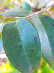 Blepharocalyx salicifolius