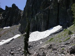 Hydromantes platycephalus