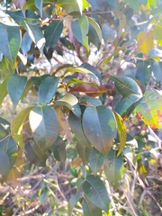 Blepharocalyx salicifolius