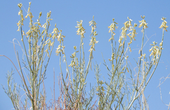 Astragalus lonchocarpus