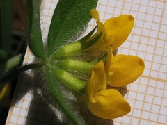 Lotus ornithopodioides