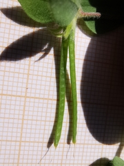 Lotus ornithopodioides