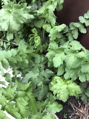 Pastinaca sativa