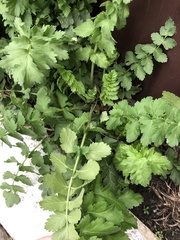Pastinaca sativa