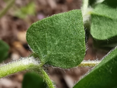 Lotus ornithopodioides