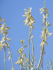 Astragalus lonchocarpus