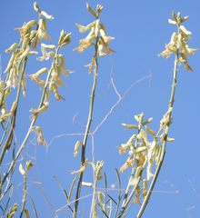 Astragalus lonchocarpus
