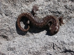 Hydromantes platycephalus