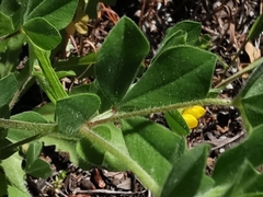Lotus ornithopodioides