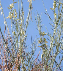 Astragalus lonchocarpus