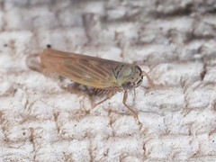 Macrosteles quadrilineatus