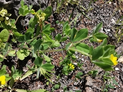 Lotus ornithopodioides