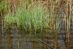 Glyceria notata