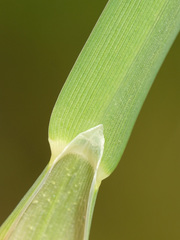 Glyceria notata