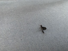 Leptophlebia cupida
