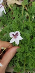 Erodium guttatum