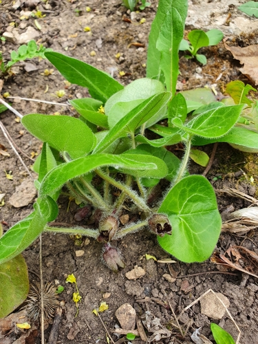 Asarum europaeum