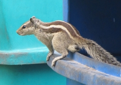 Funambulus pennantii