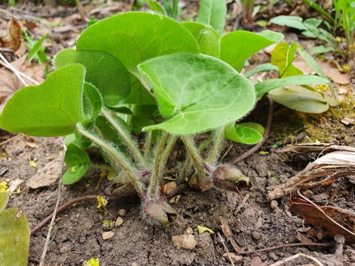 Asarum europaeum