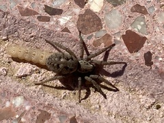 Berlandina plumalis