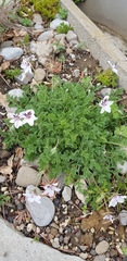 Erodium guttatum