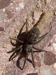 Berlandina plumalis