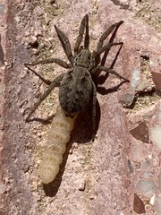 Berlandina plumalis
