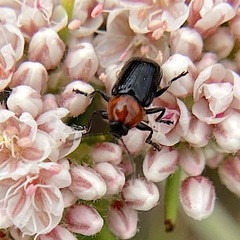 Cryptocephalus sanguinicollis