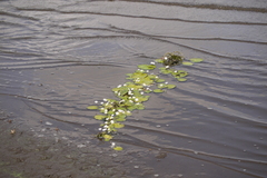 Nymphoides hydrophylla