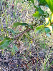 Cybianthus detergens