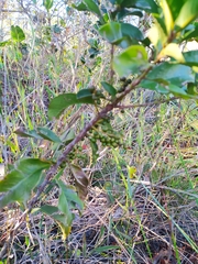 Cybianthus detergens