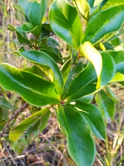 Cybianthus detergens