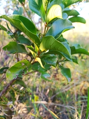Cybianthus detergens