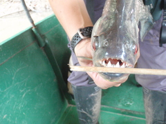 Pygocentrus nattereri