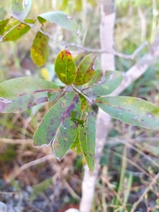 Psidium myrsinites