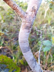 Psidium myrsinites