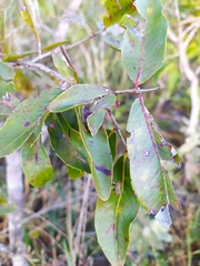 Psidium myrsinites