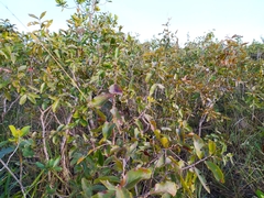 Psidium myrsinites