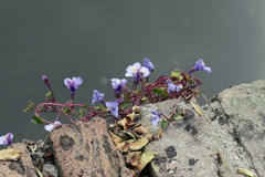 Cymbalaria muralis