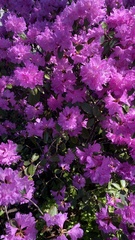 Rhododendron