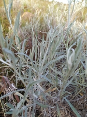 Achyrocline saturejoides