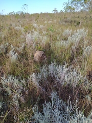 Achyrocline saturejoides