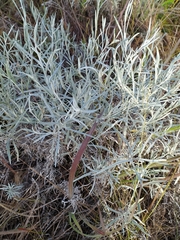 Achyrocline saturejoides