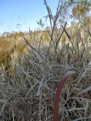 Achyrocline saturejoides