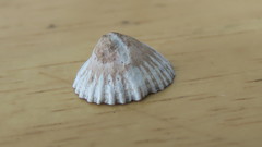 Siphonaria propria
