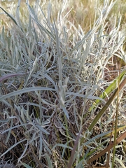 Achyrocline saturejoides