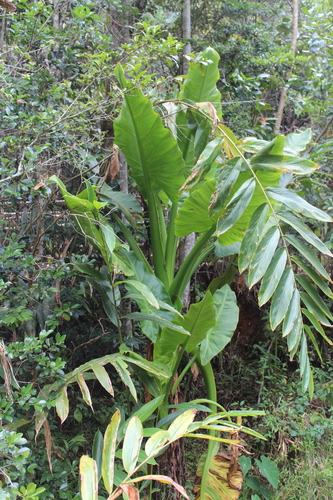 Image of Typhonodorum lindleyanum by (c) Michael A. Alcorn, some rights reserved (CC BY)