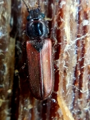 Pediacus dermestoides