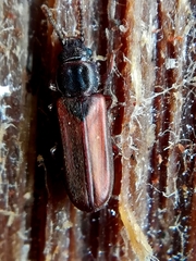 Pediacus dermestoides