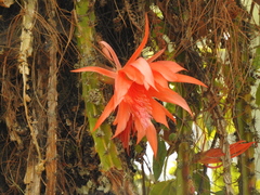 Disocactus speciosus